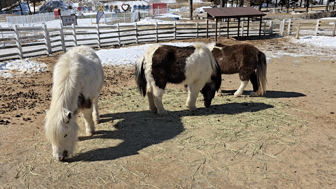 대관령 하늘목장 평창가볼만한곳 횡계가볼만한곳 .체험비.입장료 먹이주기체험