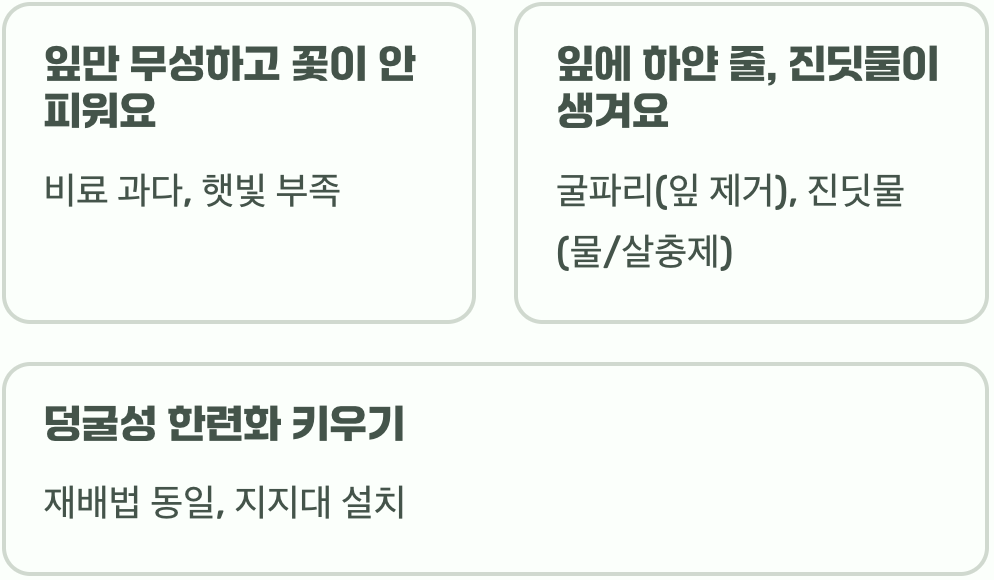 한련화 씨앗부터 키우기 A to Z (파종, 물주기)