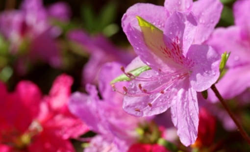 2025 군포 철쭉축제 교통 안내