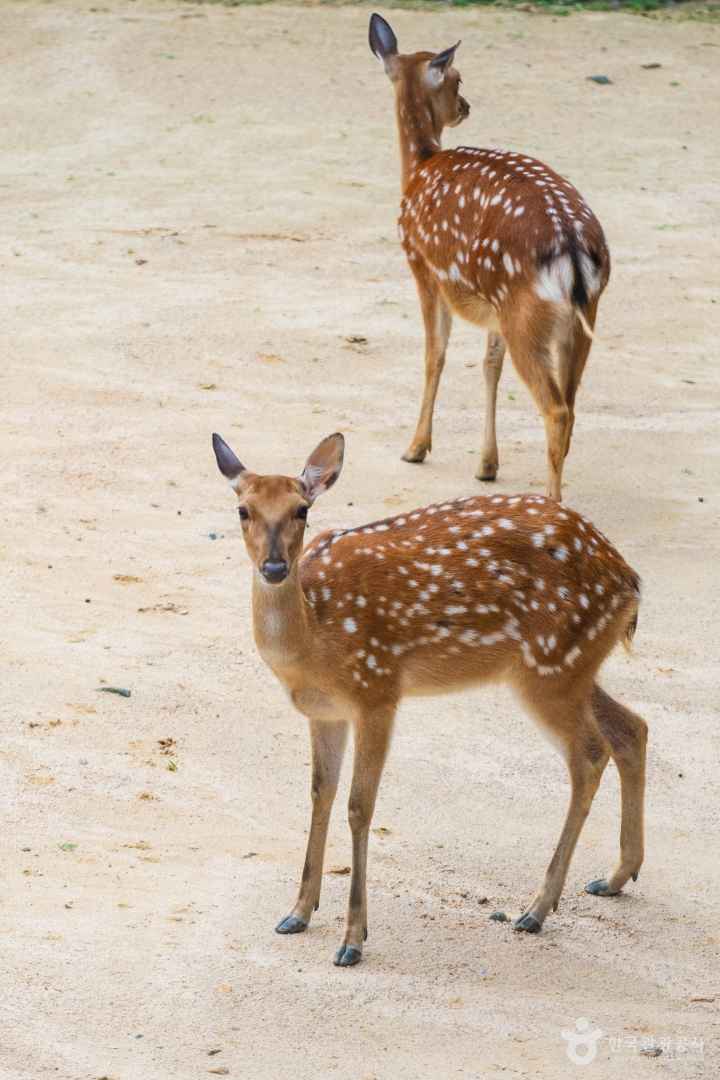 서울숲 사슴