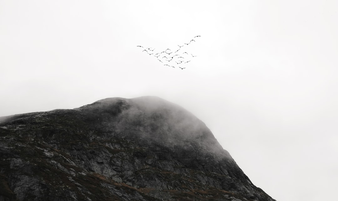 Migration