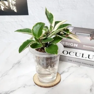 물에서 키우는 실내 식물 추천_8