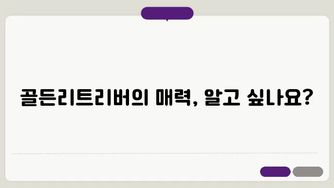 골든리트리버 기본섅경