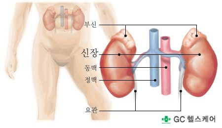 신장 위치
