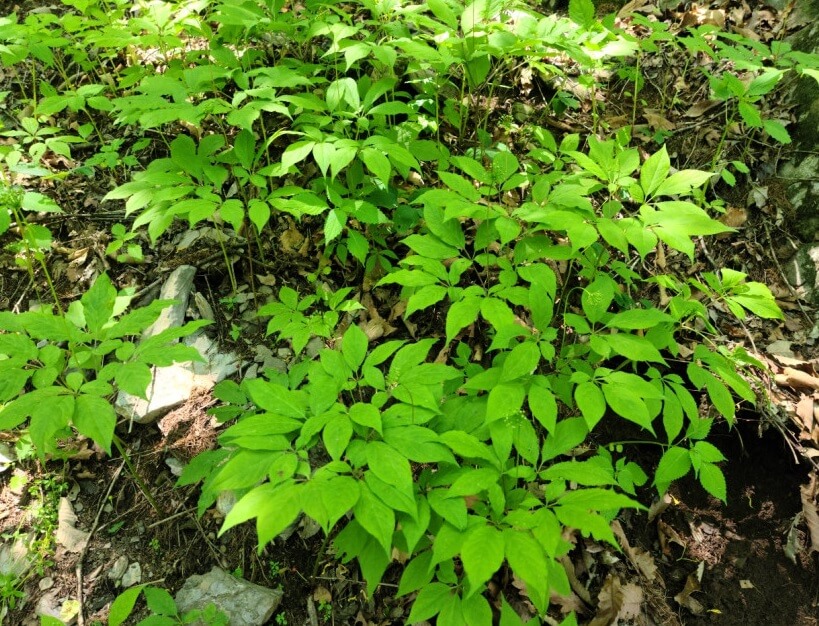 생방송투데이 이 주의 장바구니 강원도 평창 참두릅 365삼 구입 주문방법 산양삼, 오가피순, 명이나물, 고들빼기, 산더덕, 솔순, 도라지, 땅두릅