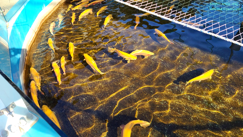 삼척-민물고기전시관-실외전시