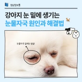 눈물이 자주 나는 이유에 대한 안과정보_11