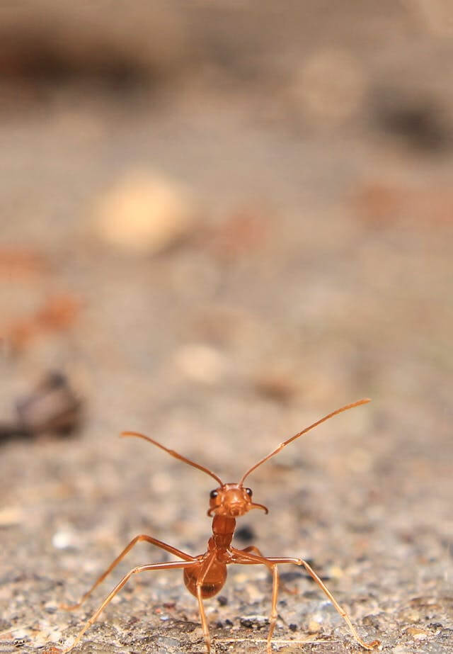 곤충이 나오는 꿈, 벌레 꿈 해몽
