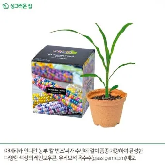 옥수수 키우는 법 품종 파종 수분수 당도 올리는 비결_13