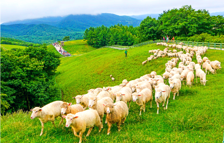 대관령 양떼목장