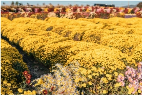 서산국화축제 가는길 안내