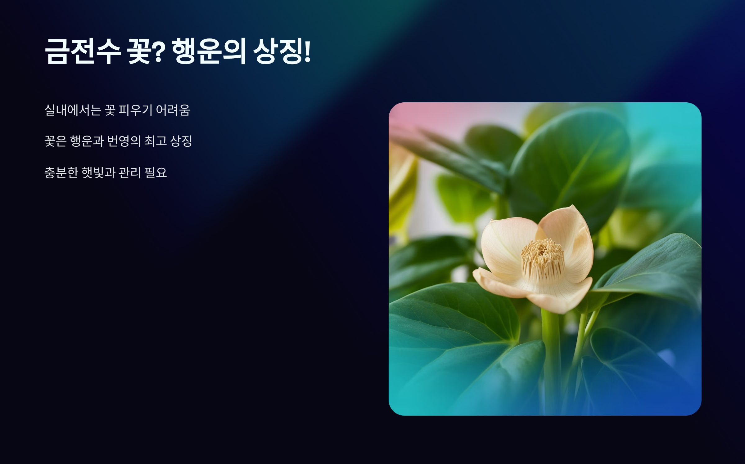 금전수 꽃? 행운의 상징!