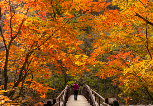2025 가을 여행지 추천 TOP 5 관련사진