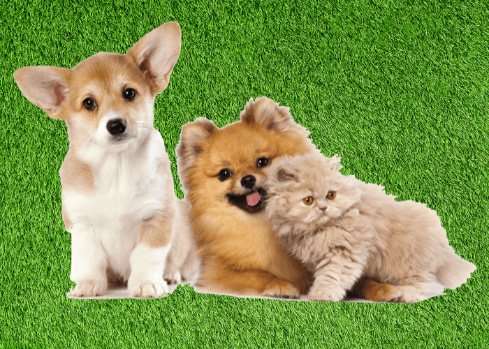 개와 고양이 관계