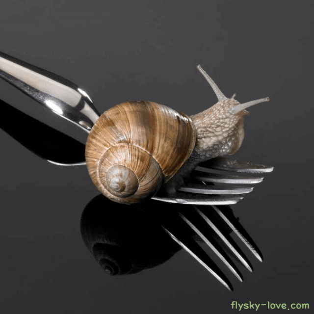 식용 달팽이 효능