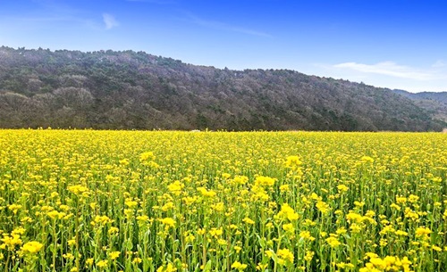 보령 웅천천 유채꽃