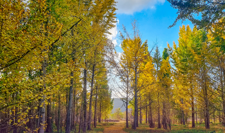 고령 은행나무숲