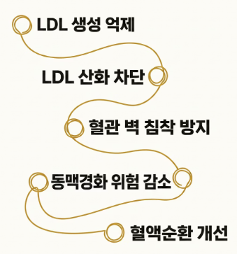 보이차 효능