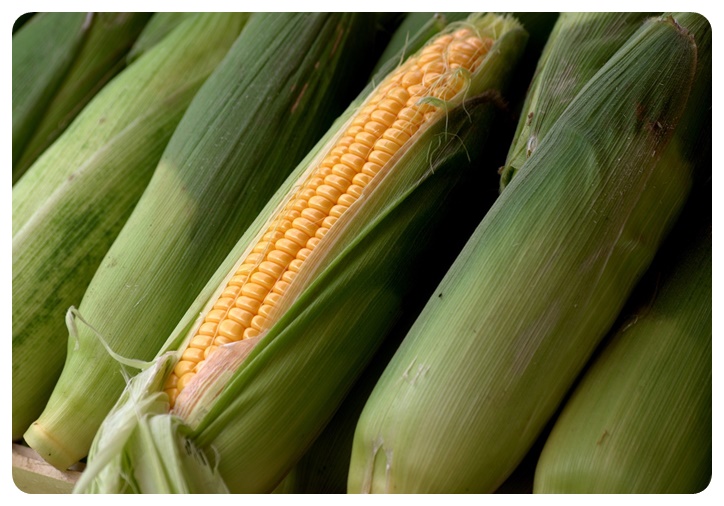 옥수수 3