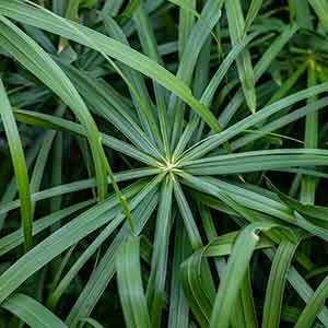 실내에서 키우기 쉬운 식물 시페루스