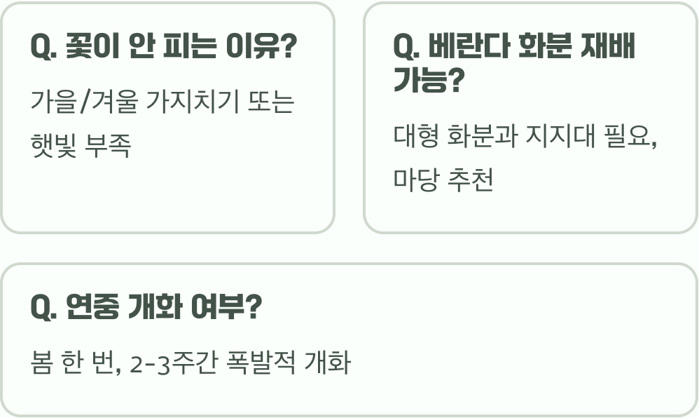 목향장미 키우기 A to Z