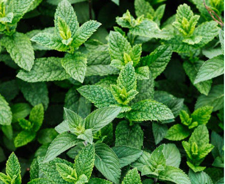 위에 좋은 음식 10