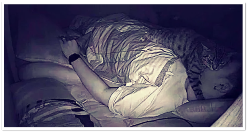 잠자는 고양이 1