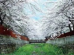 2024년 벚꽃 개화시기 및 벚꽃 명소 BSET 10