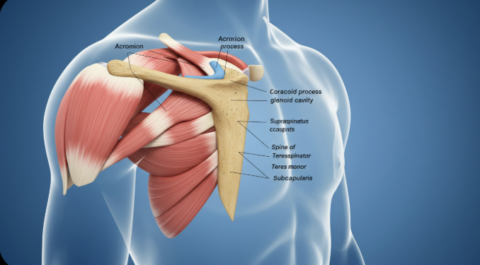 견갑골 해부학적 구조