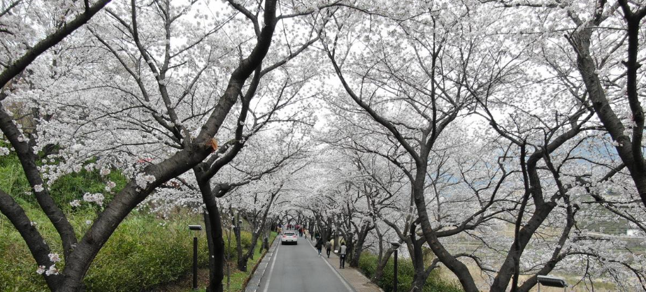 하동 쌍계사 벚꽃 축제