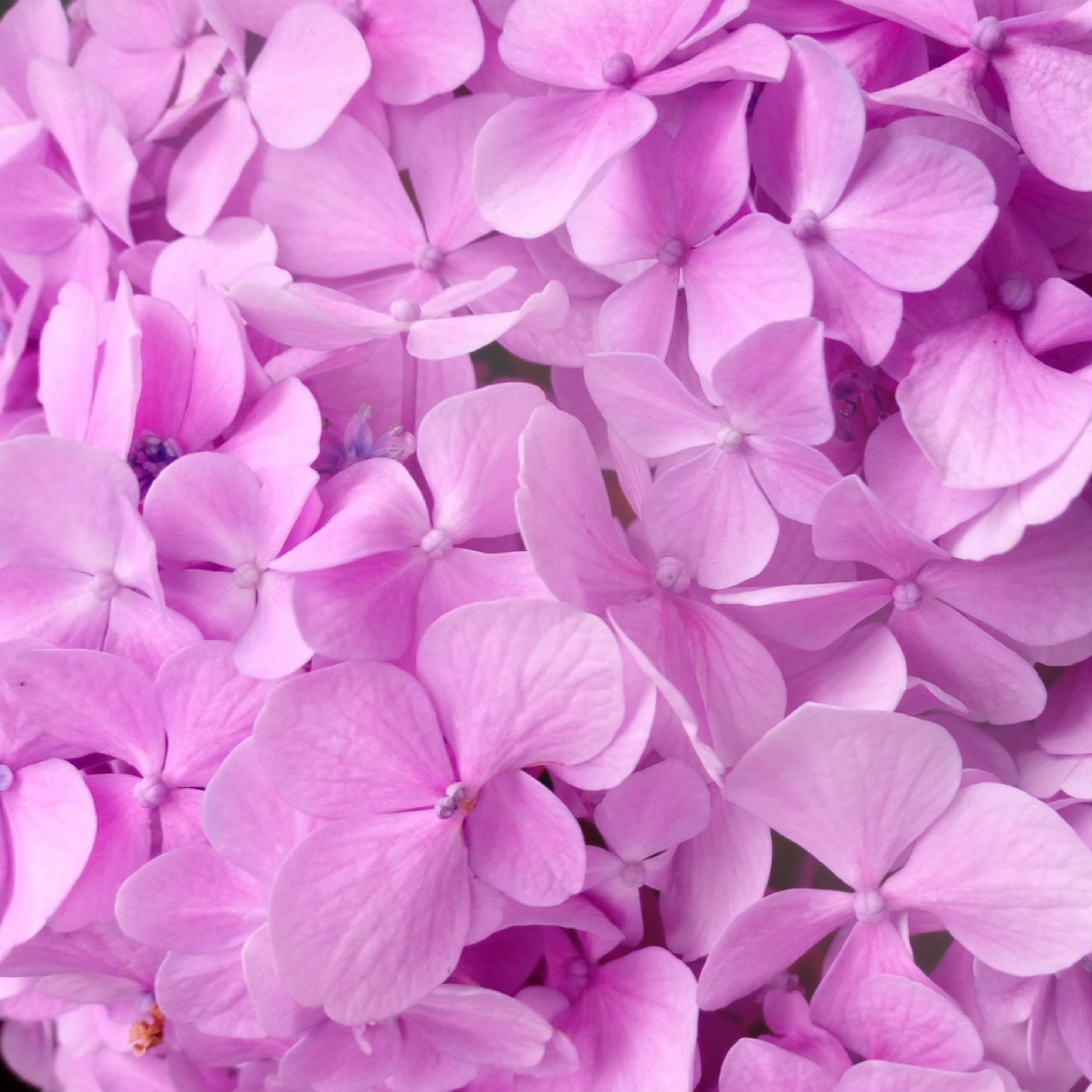 보름왓 토종 수국 꽃축제