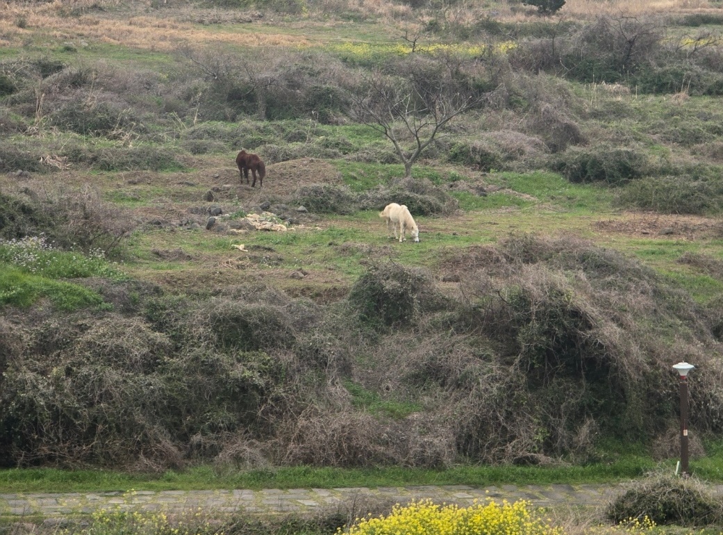 펜션 창문 너머로 보이는 말들 이미지