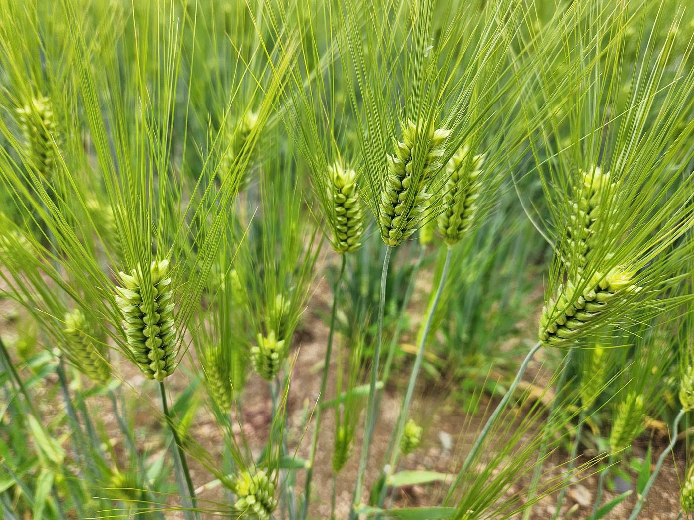 보리 Barley