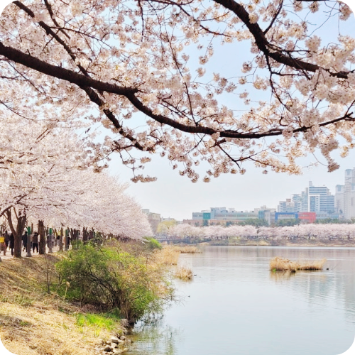 경기도 벚꽃 주차 가능한 한적한 명소 광주 가평 연천 봄 풍경