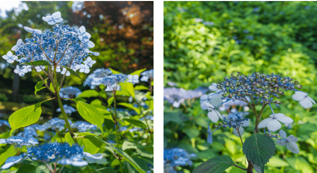 화담숲 단풍여행