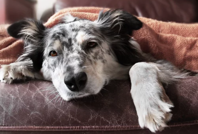 강아지아토피/출처:어도비스톡