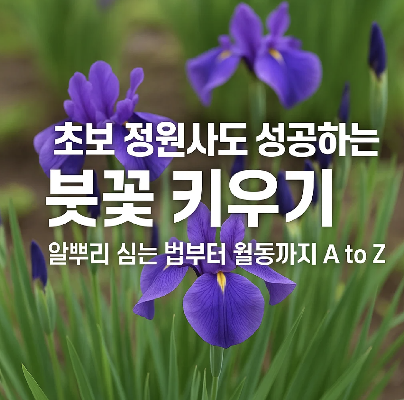 초보 정원사도 성공하는 붓꽃 키우기, 알뿌리 심는 법부터 월동까지 A to Z