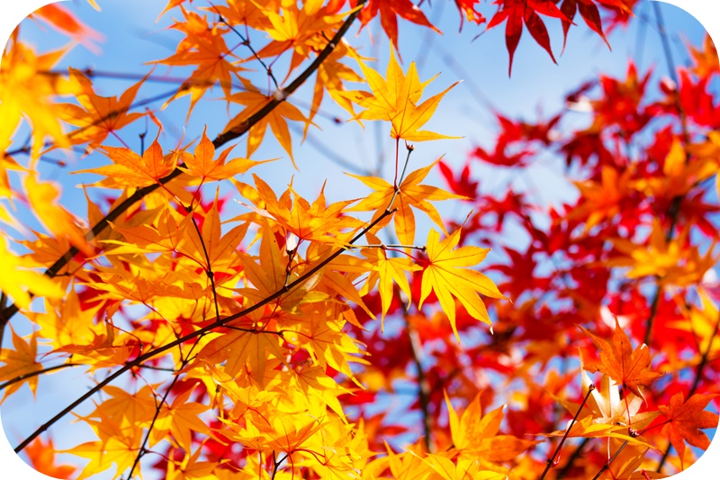 노랑-빨강-단풍잎