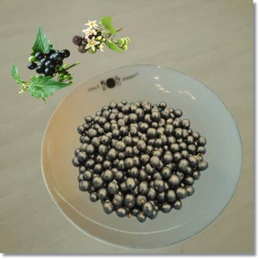 까마중 효능 및 영양 성분 활용법과 주의점