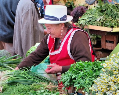 채소파는 할머니
