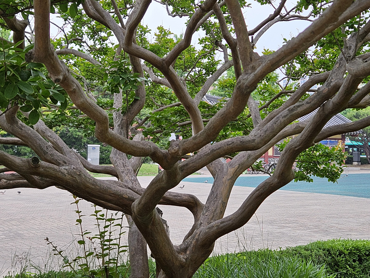 배롱나무 수피2