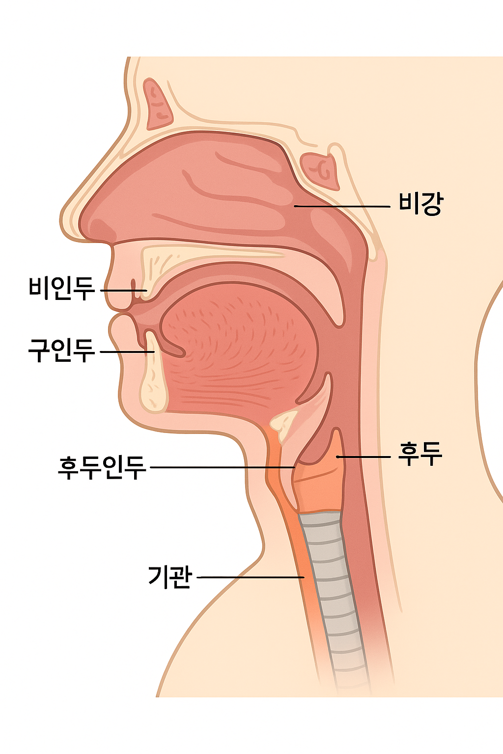 상기도 위치