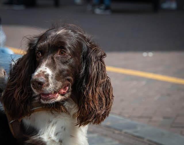 강아지 사료 추천 연령/품종/건강별 맞춤 가이드