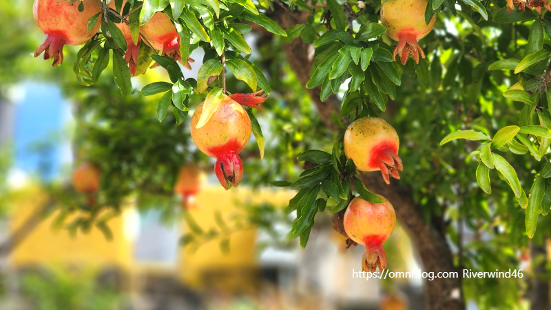 석류(石榴) Pomegranate