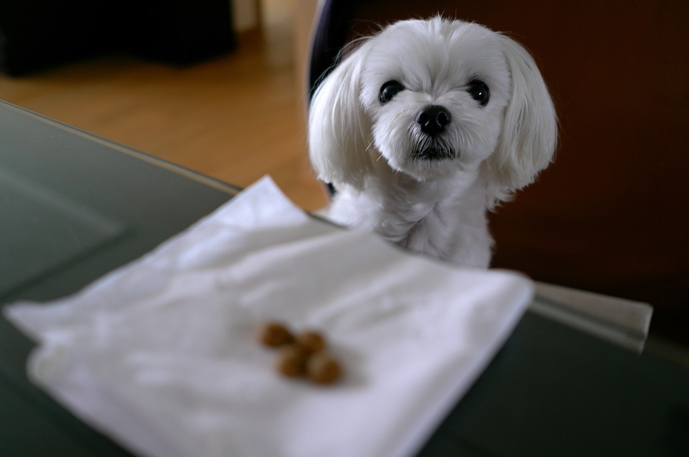 따뜻한 분위기의 공간에 있는 반려동물