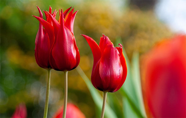 꽃 장식과 함께한 임자도