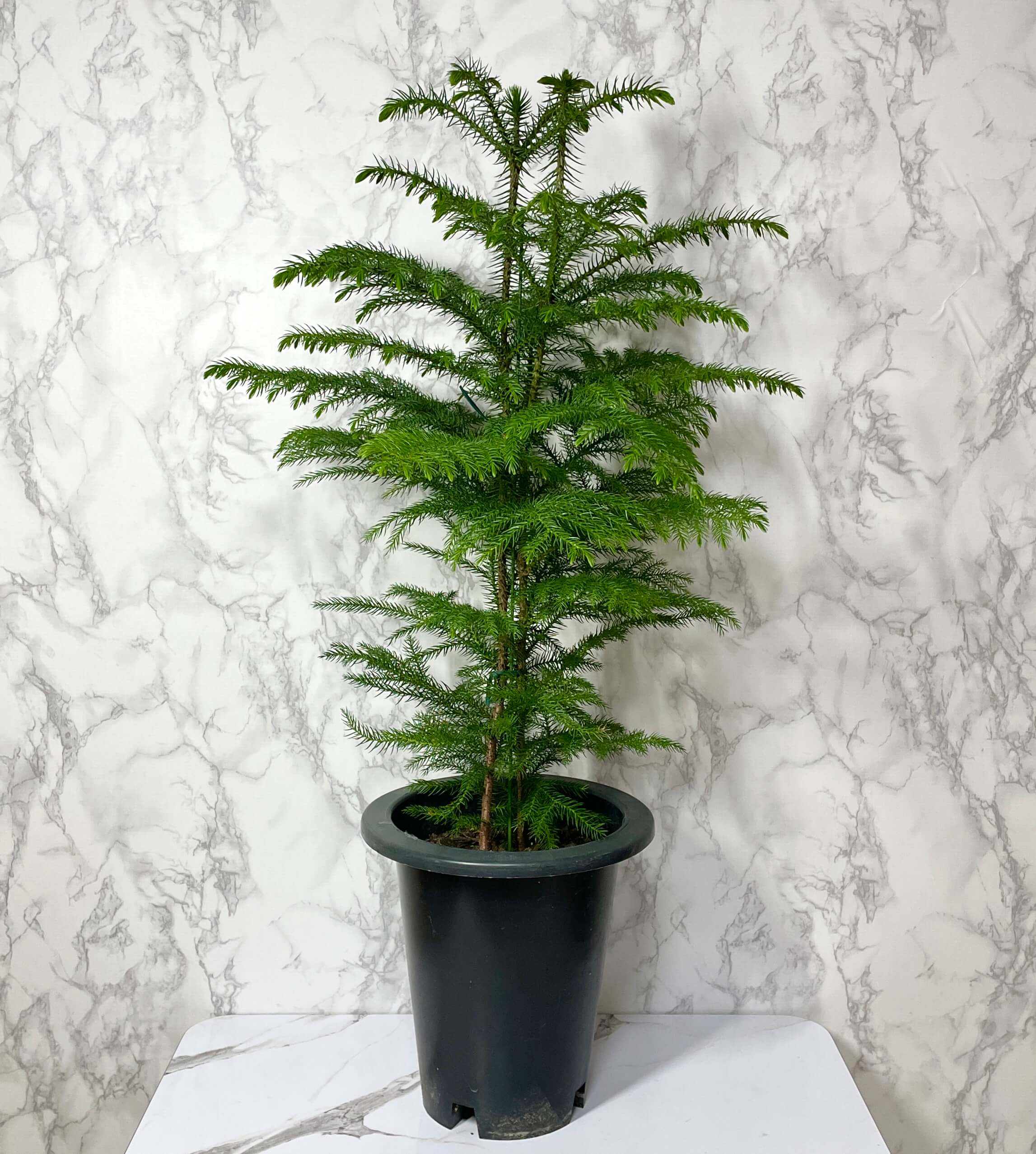 아라우카리아 키우기