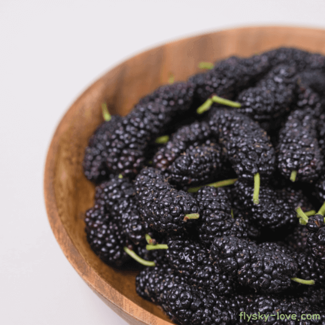 오디 고르는 법