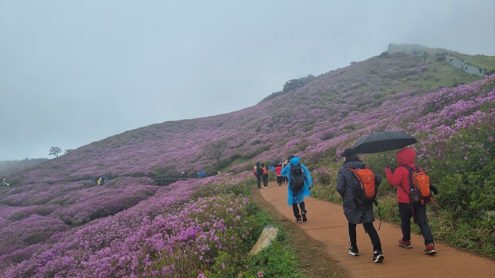 합천 황매산 철쭉19