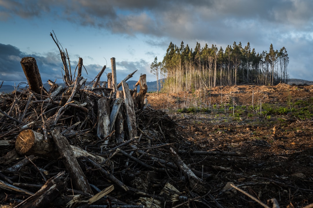 'Forestry'